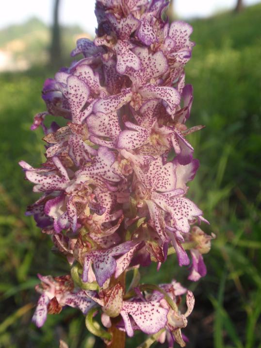 Orchis purpurea mostruosamente bella!